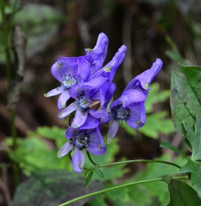 Aconitum variegatum, photographed by Don Loarie