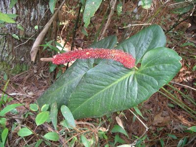 Anthurium lucens, photographed by Neptalí Ramírez Marcial