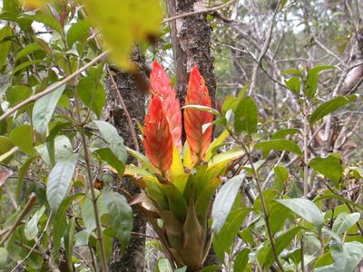 Tillandsia multicaulis, photographed by Neptalí Ramírez Marcial