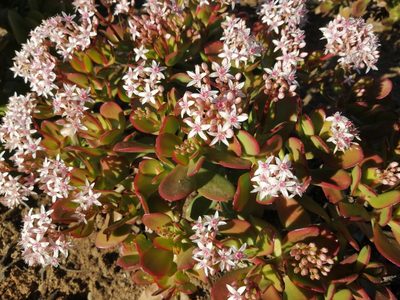 Crassula ovata, photographed by Philani Hadebe
