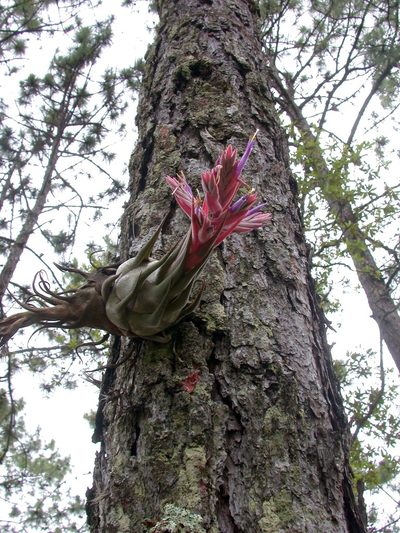 Tillandsia seleriana, photographed by Neptalí Ramírez Marcial