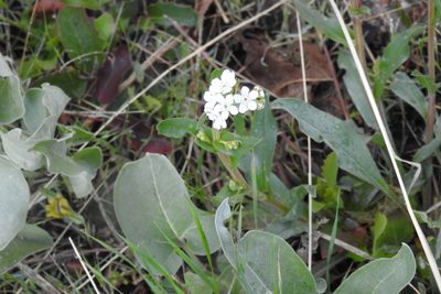 Hackelia patens, photographed by Ben Meredyk