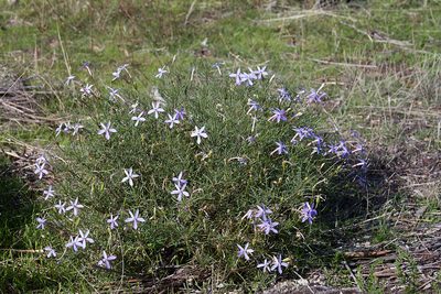 Lithotoma axillaris, photographed by Kym Nicolson
