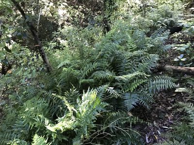 Asplenium lamprophyllum, photographed by Tim Park