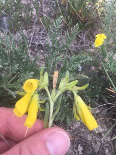 Onosma cinerea, photographed by Максим Шумских