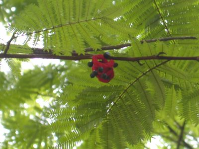 Cojoba arborea, photographed by Neptalí Ramírez Marcial