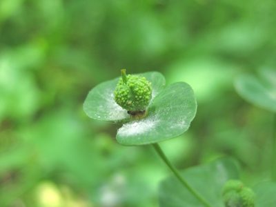 Euphorbia squamosa, photographed by Nikita Gerasin