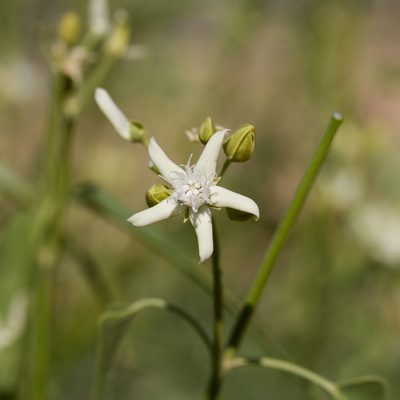 Cynanchum floribundum, photographed by Kym Nicolson