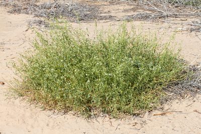 Cynanchum floribundum, photographed by Kym Nicolson