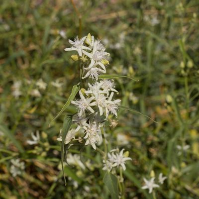 Cynanchum floribundum, photographed by Kym Nicolson