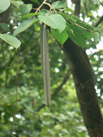 Wrightia arborea, photographed by Dinesh Valke