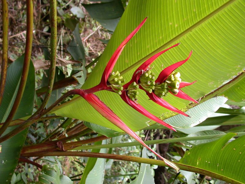 Heliconia adflexa, photographed by Neptalí Ramírez Marcial