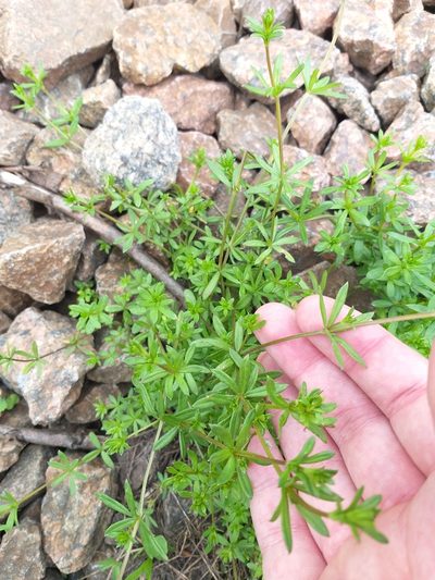 Galium tricornutum, photographed by Dmitriy Bochkov