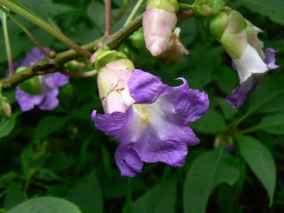 Strobilanthes callosa, photographed by Dinesh Valke