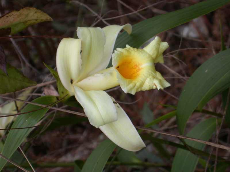 Sobralia xantholeuca, photographed by Neptalí Ramírez Marcial