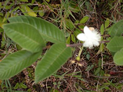 Psidium guineense, photographed by Neptalí Ramírez Marcial