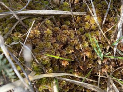 Sphagnum subnitens, photographed by James Clow