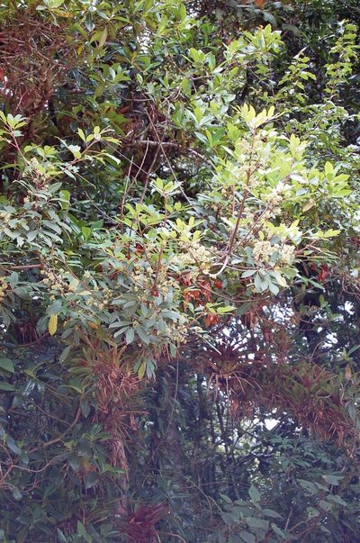 Zanthoxylum melanostictum, photographed by Neptalí Ramírez Marcial