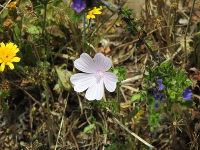 Malva hispanica, photographed by Duarte Frade