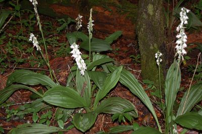 Calanthe calanthoides, photographed by Neptalí Ramírez Marcial