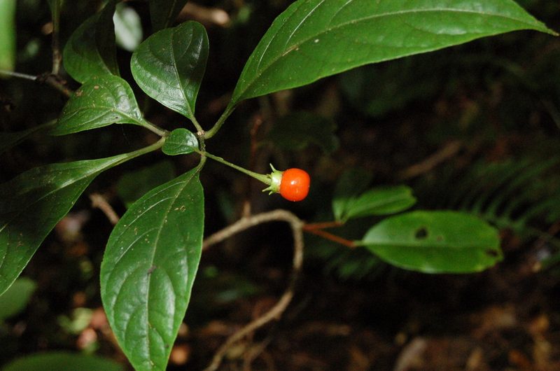 Lycianthes connata, photographed by Neptalí Ramírez Marcial