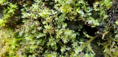 Mnium stellare, photographed by Helen Waterman
