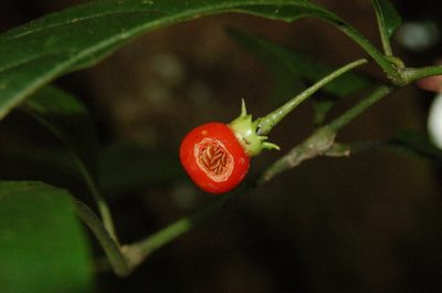 Lycianthes connata, photographed by Neptalí Ramírez Marcial