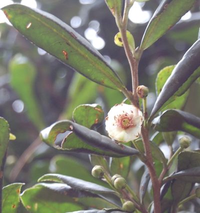 Cleyera theoides, photographed by Neptalí Ramírez Marcial