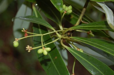 Drimys granadensis, photographed by Neptalí Ramírez Marcial