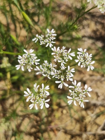 Bifora radians, photographed by Irene Saltini