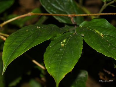 Stichoneuron membranaceum, photographed by Rejoice Gassah
