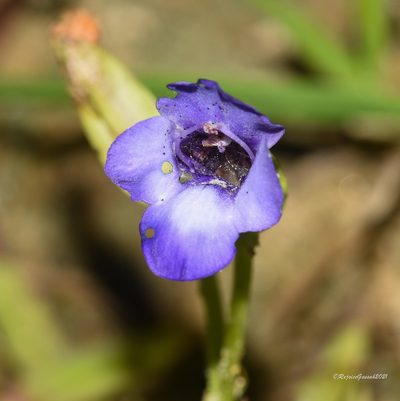 Torenia asiatica, photographed by Rejoice Gassah
