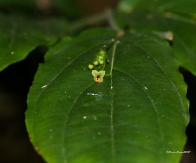 Stichoneuron membranaceum, photographed by Rejoice Gassah