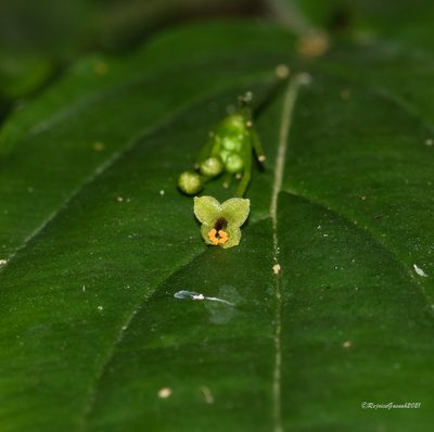 Stichoneuron membranaceum, photographed by Rejoice Gassah