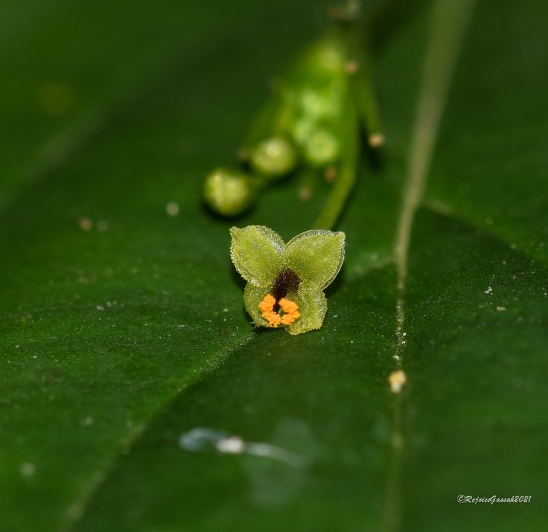 Stichoneuron membranaceum, photographed by Rejoice Gassah