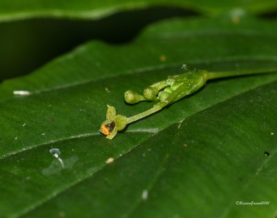 Stichoneuron membranaceum, photographed by Rejoice Gassah