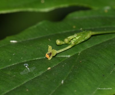 Stichoneuron membranaceum, photographed by Rejoice Gassah