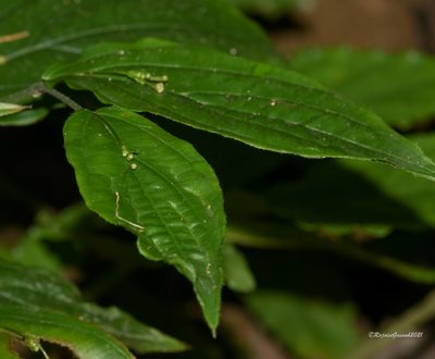 Stichoneuron membranaceum, photographed by Rejoice Gassah
