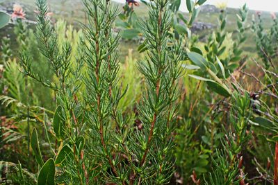 Cliffortia burchellii, photographed by Di Turner