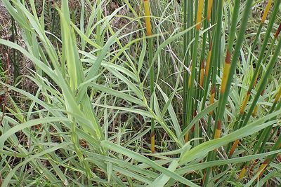 Cliffortia graminea, photographed by Di Turner