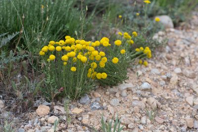 Santolina chamaecyparissus, photographed by Tim Johnson