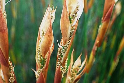 Elegia equisetacea, photographed by Di Turner