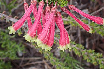 Erica densifolia, photographed by Di Turner