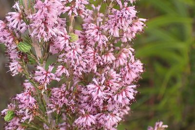 Erica uberiflora, photographed by Di Turner