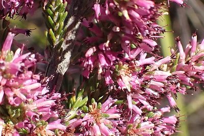 Erica uberiflora, photographed by Di Turner