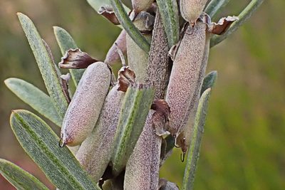 Indigofera flabellata, photographed by Di Turner