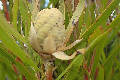 Leucadendron eucalyptifolium, photographed by Di Turner