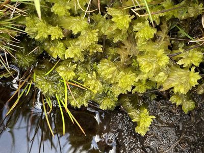 Sphagnum cuspidatum, photographed by James Clow