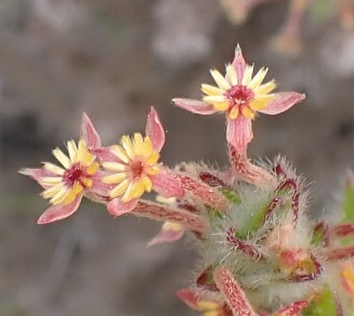 Struthiola tomentosa, photographed by Di Turner