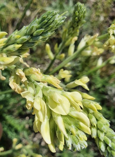 Oxytropis hippolyti, photographed by Анна Митрошенкова